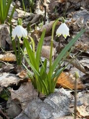 660541359_1529310689194915_8681168114197476136_n (1)