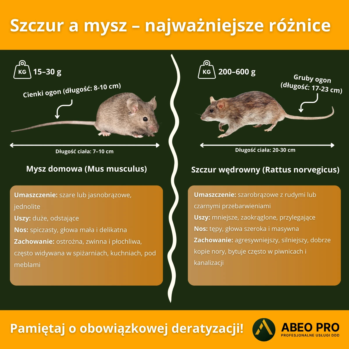 szczur vs mysz